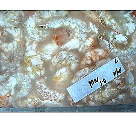 冷凍海蝦