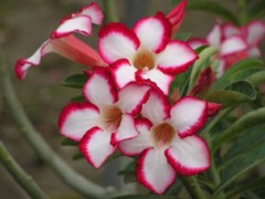 Adenium obesum flowers