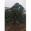 日本黑松庭園樹