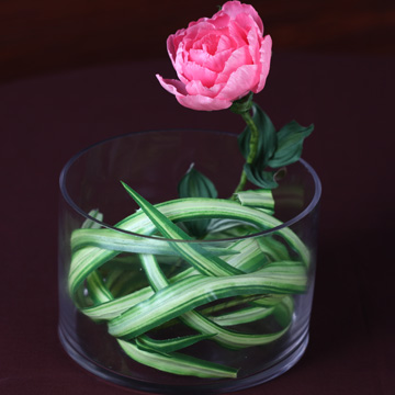 迷你桌上型的盆花--百頁玫瑰粉色