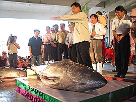 第一尾黑鮪魚拍賣